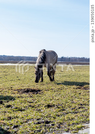Equine peacefully grazing in marshland. Serene gray horse feeds on damp grass under bright sky Equine peacefully grazing in marshland. Serene gray horse feeds on damp grass under bright sky 139050185
