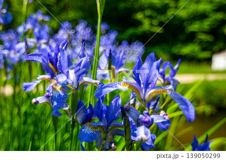 Blue english Iris flower is growing on the green meadow near Skalka areal, Mnisek pod Brdy. Blue english Iris flower is growing on the green meadow near Skalka areal, Mnisek pod Brdy. 139050299