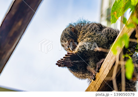 White-Faced Saki, (Pithecia Pithecia), small monkey is sitting on the wooden wall and looking to his hands. White-Faced Saki, (Pithecia Pithecia), small monkey is sitting on the wooden wall and looking to his hands. 139050379