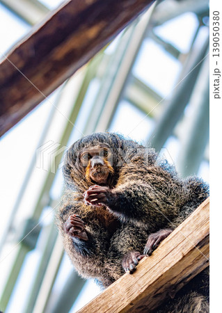 White-Faced Saki, (Pithecia Pithecia), small monkey is sitting on the wooden wall and looking to his hands. White-Faced Saki, (Pithecia Pithecia), small monkey is sitting on the wooden wall and looking to his hands. 139050380