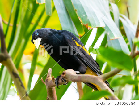 Yellow rumped bird named Cacique (latin name Cacicus cela) is hiding in the leafs of tropical tree. Small black bird with blue eyes and yellow wings is naturaly living in Brazil rainforest. 139050384