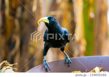 Feeding of small yellow rumped Cacique bird (latin name Cacicus cela). Bird feeder is placed on tropical tree. Small black bird with blue eyes naturaly living in Brazil rainforest. 139050388