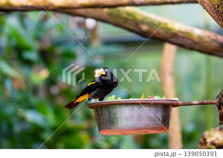 Feeding of small yellow rumped Cacique bird (latin name Cacicus cela). Bird feeder is placed on tropical tree. Small black bird with blue eyes naturaly living in Brazil rainforest. 139050391