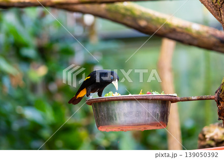Feeding of small yellow rumped Cacique bird (latin name Cacicus cela). Bird feeder is placed on tropical tree. Small black bird with blue eyes naturaly living in Brazil rainforest. 139050392