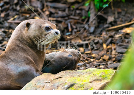 Giant Otter or Giant River Otter, Pteronura Brasiliensis, detail of animal head near big stone. Living in water. 139050419