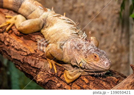 The varan lizard is resting on the wooden branch. Reptile predator. The varan lizard is resting on the wooden branch. Reptile predator. 139050421