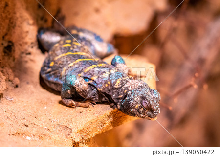 Uromastyx ornata, commonly called the ornate mastigure, is a species of lizard in the family Agamidae. The species is endemic to the Middle East. 139050422