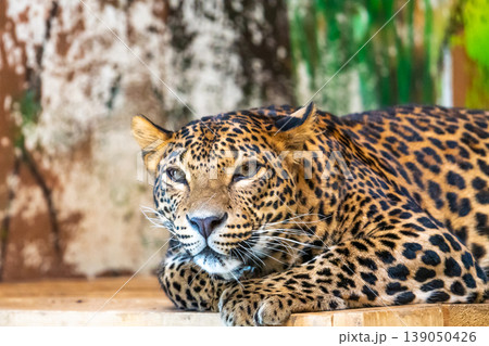 Leopard (latin name Panthera pardus kotiya) is resting on the wooden desk. Carnivorous predator, naturally living in Sri Lanka. Detail of beautiful animal beast 139050426