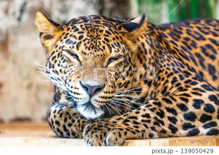 Leopard (latin name Panthera pardus kotiya) is resting on the wooden desk. Carnivorous predator, naturally living in Sri Lanka. Detail of beautiful animal beast Leopard (latin name Panthera pardus kotiya) is resting on the wooden desk. Carnivorous predator, naturally living in Sri Lanka. Detail of beautiful animal beast 139050429