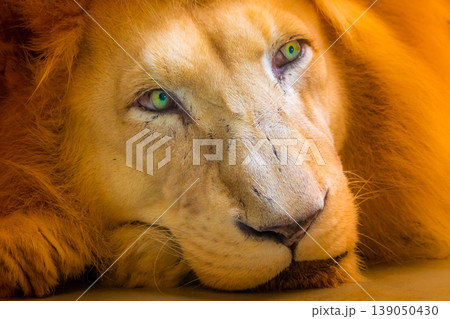 The lion (latin name Panthera leo krugeri) is resting on the wooden desk. Detail of animal head with beautiful eyes. Lion is naturally living in south Africa region - Bostwana The lion (latin name Panthera leo krugeri) is resting on the wooden desk. Detail of animal head with beautiful eyes. Lion is naturally living in south Africa region - Bostwana 139050430