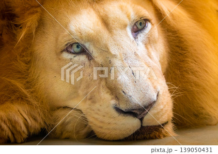The lion (latin name Panthera leo krugeri) is resting on the wooden desk. Detail of animal head with beautiful eyes. Lion is naturally living in south Africa region - Bostwana The lion (latin name Panthera leo krugeri) is resting on the wooden desk. Detail of animal head with beautiful eyes. Lion is naturally living in south Africa region - Bostwana 139050431
