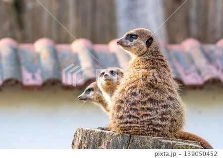 Common meerkat (Suricata suricatta) is guarding on the lookout tower. Watchful animal is standing on wooden trunk. Detail of cute creature naturally living in Africa. Small mammal animal 139050452