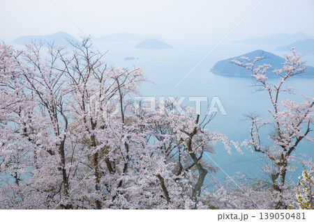 紫雲出山の桜と瀬戸内海の島々 139050481