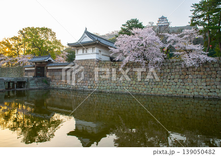 丸亀城と桜 139050482