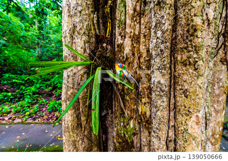 Plastic garbage wedged in the tree in tropical rainforest, Thailand. Nature pollution in old ancient tree. Ecological concept of human behavior in nature Plastic garbage wedged in the tree in tropical rainforest, Thailand. Nature pollution in old ancient tree. Ecological concept of human behavior in nature 139050666