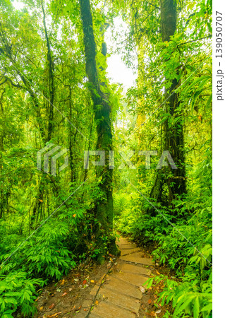 Wooden tourist path at Doi Inthanon national park, Thailand. Beautiful place in tropical rainforest with fresh green plants after rain with big humidity and fog in far. Chiang Mai province 139050707