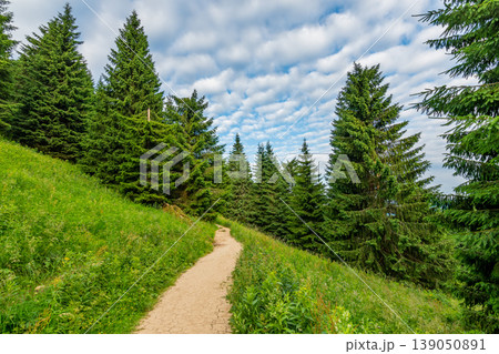 Tourist path in the forest, Mala Fatra national park, Slovakia. Green fresh trees, blue sky. Trail to Maly Rozsutec mountain Tourist path in the forest, Mala Fatra national park, Slovakia. Green fresh trees, blue sky. Trail to Maly Rozsutec mountain 139050891