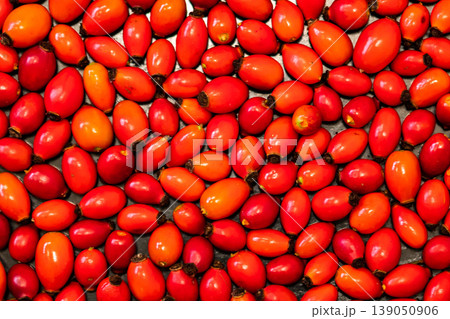 Detail macro view of dog rose hips (latin name Fructus cynosbati) prepared for drying. Dried rose hips are important source of vitamins in alternative medicine. Typical fall berry fruit 139050906