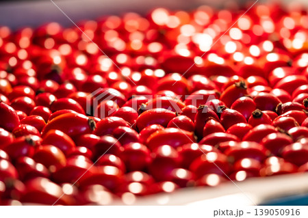 Detail macro view of dog rose hips (latin name Fructus cynosbati) prepared for drying. Dried rose hips are important source of vitamins in alternative medicine. Typical fall berry fruit 139050916