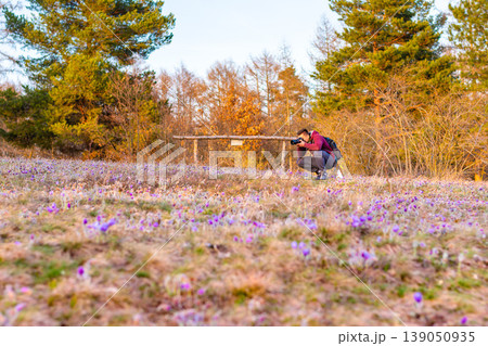 Young photographer is taking macro photo of pulsatilla blossom on the meadow in nature reservation "Kamenny vrch" in Brno city. Sunset after tranquil march day. Purple blossoms and vibrant colors Young photographer is taking macro photo of pulsatilla blossom on the meadow in nature reservation "Kamenny vrch" in Brno city. Sunset after tranquil march day. Purple blossoms and vibrant colors 139050935