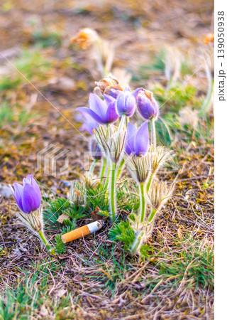 Cigarette butt placed near pasque flower in meadow. Concept of ecology pollution and garbage in the nature. Violet flowers in spring with smoking trash near Cigarette butt placed near pasque flower in meadow. Concept of ecology pollution and garbage in the nature. Violet flowers in spring with smoking trash near 139050938