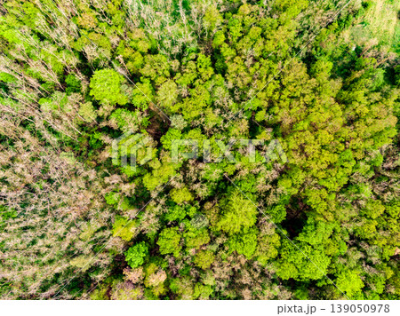 Aerial drone view of field, trees and forest in agriculture land. Top look to meadow near village and farm. Beautiful green fresh crop on spring day after rain Aerial drone view of field, trees and forest in agriculture land. Top look to meadow near village and farm. Beautiful green fresh crop on spring day after rain 139050978