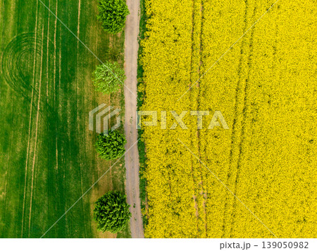 Aerial view of road between green and yellow fields. Agriculture drone shot of canola rapeseed field and green crop field. Ecology agriculture near farm, growing plants on big land Aerial view of road between green and yellow fields. Agriculture drone shot of canola rapeseed field and green crop field. Ecology agriculture near farm, growing plants on big land 139050982
