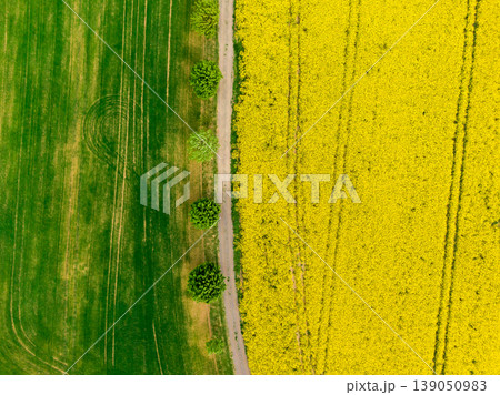 Aerial view of road between green and yellow fields. Agriculture drone shot of canola rapeseed field and green crop field. Ecology agriculture near farm, growing plants on big land Aerial view of road between green and yellow fields. Agriculture drone shot of canola rapeseed field and green crop field. Ecology agriculture near farm, growing plants on big land 139050983