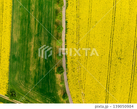 Aerial view of road between green and yellow fields. Agriculture drone shot of canola rapeseed field and green crop field. Ecology agriculture near farm, growing plants on big land Aerial view of road between green and yellow fields. Agriculture drone shot of canola rapeseed field and green crop field. Ecology agriculture near farm, growing plants on big land 139050984