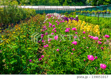 Field of flowers in bloom with greenhouse building in background. Summer day in garden, blue sky Field of flowers in bloom with greenhouse building in background. Summer day in garden, blue sky 139051017