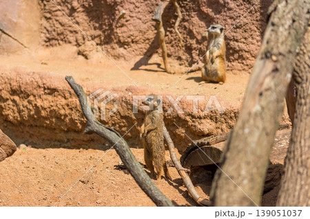 Meerkat animal (latin name Suricata Suricatta) in the wild. Detail of african animal walking on the ground. Watchful guarding animal is guarding on nearby area 139051037