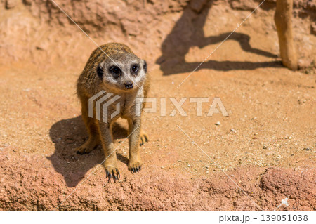 Meerkat animal (latin name Suricata Suricatta) in the wild. Detail of african animal walking on the ground. Watchful guarding animal is guarding on nearby area Meerkat animal (latin name Suricata Suricatta) in the wild. Detail of african animal walking on the ground. Watchful guarding animal is guarding on nearby area 139051038