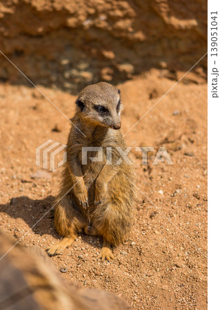 Meerkat animal (latin name Suricata Suricatta) in the wild. Detail of african animal walking on the ground. Watchful guarding animal is guarding on nearby area 139051041