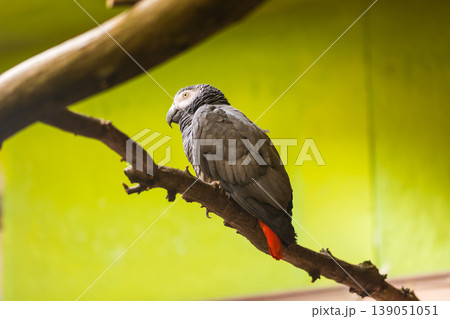 Grey parrot (latin name Psittacus Erithacus) on the wood branch. Young parrot, green background. African animal 139051051