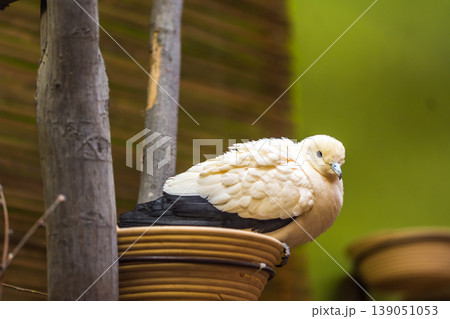 The two colored pigeon (latin name Ducula Bicolor) is sitting on the nest The two colored pigeon (latin name Ducula Bicolor) is sitting on the nest 139051053
