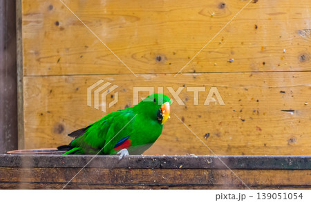 The green parrot bird (latin name Eclectus roratus polychloros) on the wood desk. Colorful bird living in Australia or Papua New Guinea 139051054