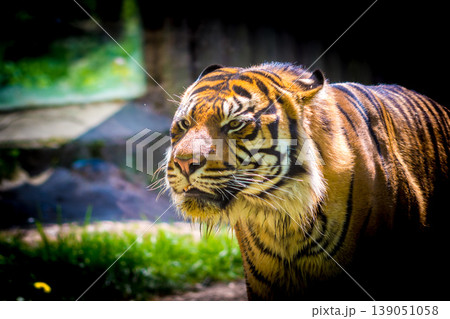 Tiger (latin name Panthera tigris sumatrae) animal wildlife photo 139051058
