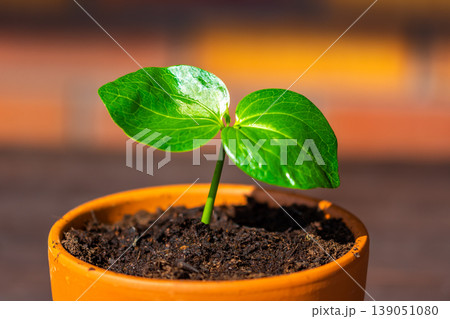 Young baobab (latin name Adansonia Digitata) seedling is growing in the pot. Green leaf of exotic plant which naturaly grows on Madagascar. Brown and red brick background 139051080