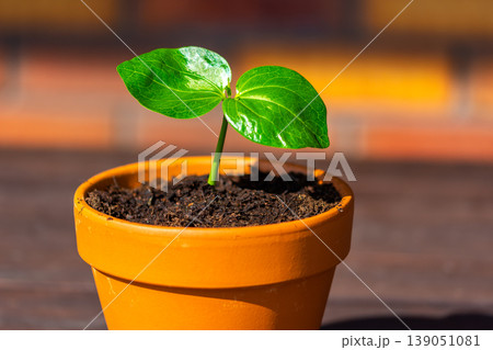 Young baobab (latin name Adansonia Digitata) seedling is growing in the pot. Green leaf of exotic plant which naturaly grows on Madagascar. Brown and red brick background Young baobab (latin name Adansonia Digitata) seedling is growing in the pot. Green leaf of exotic plant which naturaly grows on Madagascar. Brown and red brick background 139051081