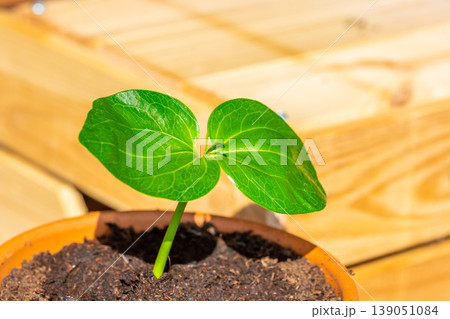 Young baobab (latin name Adansonia Digitata) seedling is growing in the pot. Green leaf of exotic plant which naturaly grows on Madagascar. Brown and red brick background Young baobab (latin name Adansonia Digitata) seedling is growing in the pot. Green leaf of exotic plant which naturaly grows on Madagascar. Brown and red brick background 139051084