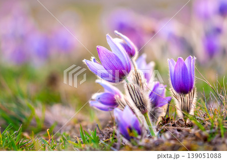 Greater pasque flowers (Pulsatilla grandis) with water drops, nature reserve in Kamenny vrch Koniklecova louka, Brno City, Czech republic, Europe. Sunny March day after rain. Beauty spring flower. Greater pasque flowers (Pulsatilla grandis) with water drops, nature reserve in Kamenny vrch Koniklecova louka, Brno City, Czech republic, Europe. Sunny March day after rain. Beauty spring flower. 139051088