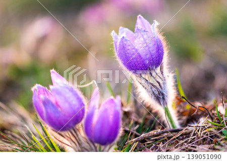 Greater pasque flowers (Pulsatilla grandis) with water drops, nature reserve in Kamenny vrch Koniklecova louka, Brno City, Czech republic, Europe. Sunny March day after rain. Beauty spring flower. Greater pasque flowers (Pulsatilla grandis) with water drops, nature reserve in Kamenny vrch Koniklecova louka, Brno City, Czech republic, Europe. Sunny March day after rain. Beauty spring flower. 139051090