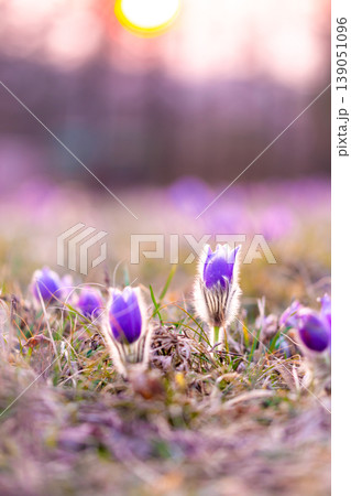 Greater pasque flowers (Pulsatilla grandis) with water drops, nature reserve in Kamenny vrch Koniklecova louka, Brno City, Czech republic, Europe. Sunny March day after rain. Beauty spring flower. 139051096