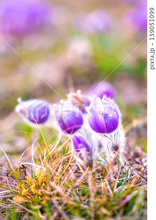 Greater pasque flowers (Pulsatilla grandis) with water drops, nature reserve in Kamenny vrch Koniklecova louka, Brno City, Czech republic, Europe. Sunny March day after rain. Beauty spring flower. Greater pasque flowers (Pulsatilla grandis) with water drops, nature reserve in Kamenny vrch Koniklecova louka, Brno City, Czech republic, Europe. Sunny March day after rain. Beauty spring flower. 139051099