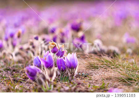Greater pasque flowers (Pulsatilla grandis) with water drops, nature reserve in Kamenny vrch Koniklecova louka, Brno City, Czech republic, Europe. Sunny March day after rain. Beauty spring flower. Greater pasque flowers (Pulsatilla grandis) with water drops, nature reserve in Kamenny vrch Koniklecova louka, Brno City, Czech republic, Europe. Sunny March day after rain. Beauty spring flower. 139051103