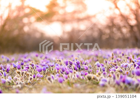 Greater pasque flowers (Pulsatilla grandis) with water drops, nature reserve in Kamenny vrch Koniklecova louka, Brno City, Czech republic, Europe. Sunny March day after rain. Beauty spring flower. 139051104