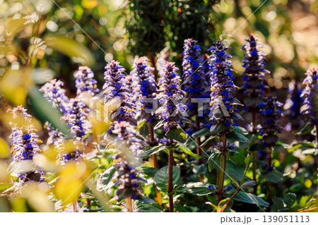 Ajuga flowers glowing in warm sunlight with soft bokeh background in natural garden setting 139051113