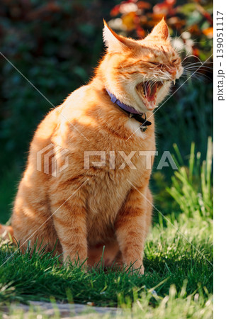Ginger cat yawning in garden, expressive pet portrait outdoors. 139051117