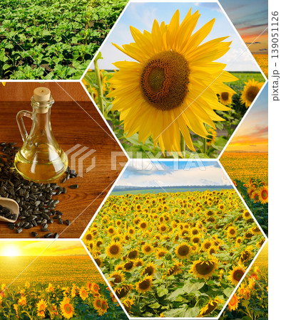 Sunflower Industry Collage with Seeds Oil and Blooming Fields Sunflower Industry Collage with Seeds Oil and Blooming Fields 139051126
