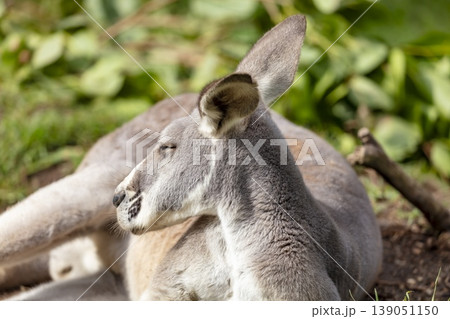 An Australian Kangaroo laying on the ground and relaxing in the sunshine An Australian Kangaroo laying on the ground and relaxing in the sunshine 139051150